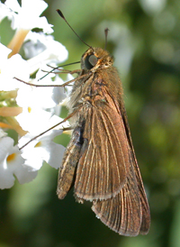 Ocola Skipper